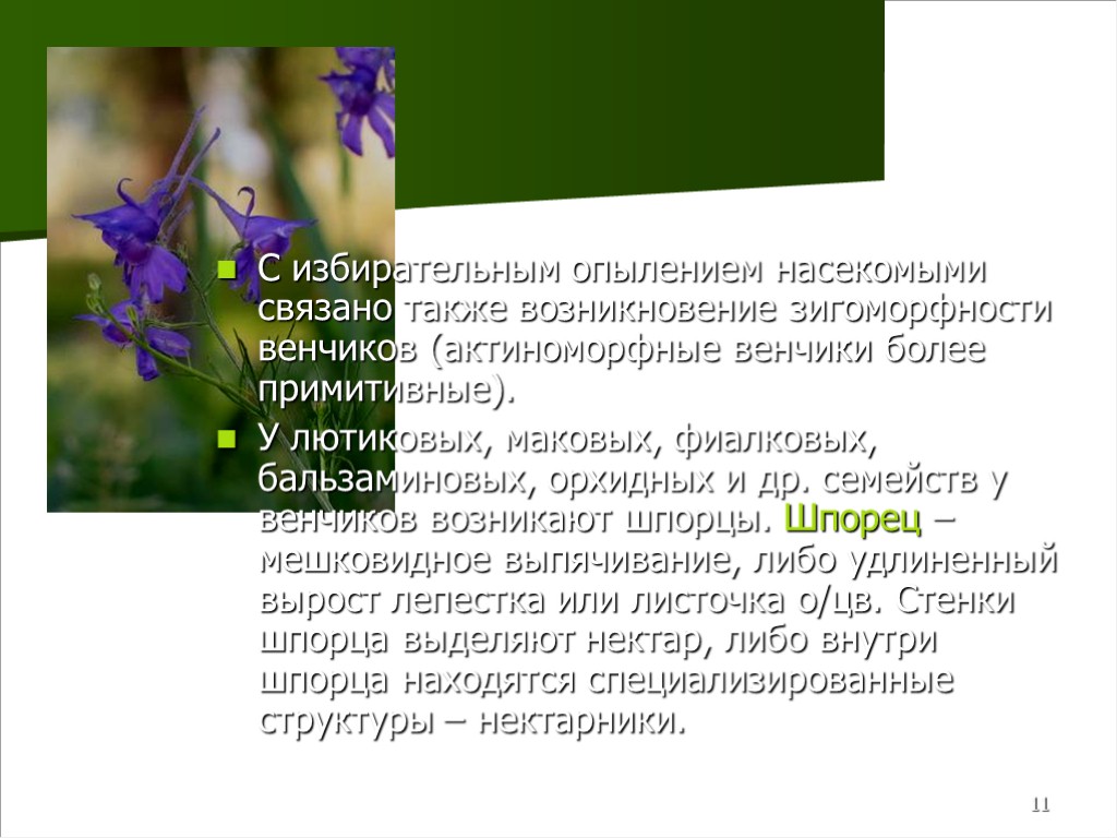 11 С избирательным опылением насекомыми связано также возникновение зигоморфности венчиков (актиноморфные венчики более примитивные).